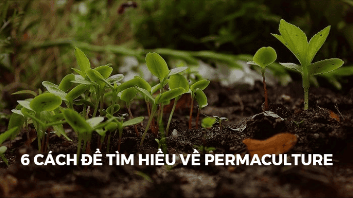 6 CÁCH ĐỂ TÌM HIỂU VỀ PERMACULTURE