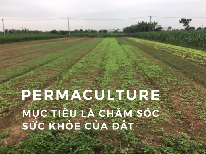 PERMACULTURE - MỤC TIÊU LÀ CHĂM SÓC SỨC KHỎE CỦA ĐẤT