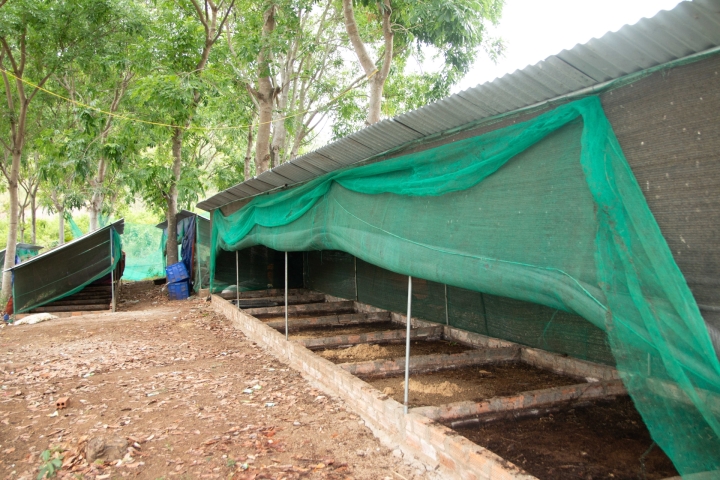 Viết tiếp cuộc đời cho Ruồi lính đen