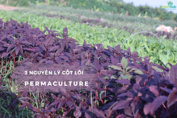 PERMACULTURE - NÔNG NGHIỆP BỀN VỮNG LÀ KHÔNG-LÀM-GÌ-CẢ? (PHẦN 2)